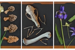 a triptych depicting high resolution varying imagery of natural flora and decay in each panel.