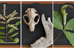 a triptych depicting high resolution imagery of native springtime plants and various animal bones