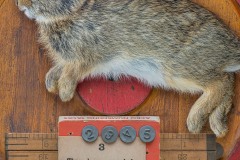 a closeup vignette of a baby rabbit with ruler and numbered thumb tacks  atop a wooden round. A card states “ Three hops may help you win the game, If not I will take the blame”
