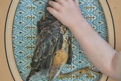 A closeup vignette of a porcelain doll arm atop a dead songbird within a decorated frame and background. The arm points to a card stating “Isn’t this provoking now you must take a red card”