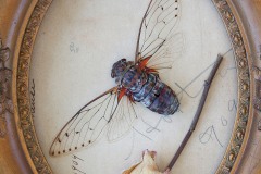 a closeup vignette of a dead cicada specimen with outstretched wings and dried rose within an ornate wooden frame.