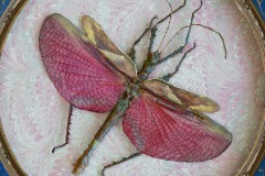 a closeup vignette of a rosy winged bug atop an elaborately painted round surface.