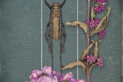 a closeup vignette of another dead beetle specimen and purple dried flowers within a frame