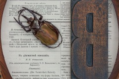 a closeup vignette of a dead scarab beetle specimens and a wooden letter B atop a book excerpt written in a foreign language .
