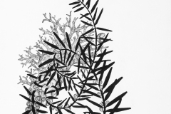 maggienowinskLarge black and white drawing exploring invented specimen forms. Coral like structure swirls among bamboo like leaves and barnacle-like forms. i_05