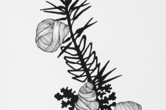 Large black and white drawing exploring invented specimen forms. Spikey form grows coral and cocoons. nowinski_07