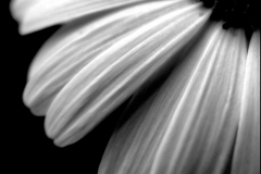 Black and white photograph of a flower detail