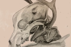 A pencil still life drawing focused on a skull with antlers. Scratchy angular line marks create different shades to create the contours of the bone.