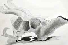 A still life focused on a skull. Cracks and holes in the bone surround a dark eye cavity. The skull is resting on its upper teeth, in perfect alignment.