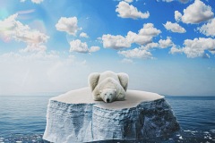 An environmental oriented poster with an image of a polar bear floating on a small piece of ice in water. Information at the bottom details how the burning of fossil fuels is contributing to melting sea ice and putting these animals at risk of extinction.