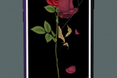 A cracked screen on a phone with picture of a ½ decaying rose on the screen.
