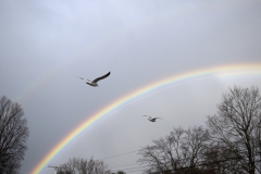 rainbow and birds.