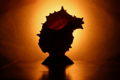 image of a glowing seashell.