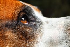 side profile close up of a dogs eye.