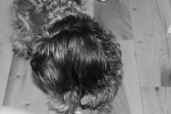 abstract dog.