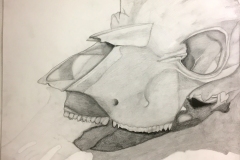 graphite drawing of a cow skull. The range in values showing contour of the skull.