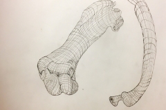 grid contour drawing of animal bones, the lines of the grid create the 3-dimensional element of the bone forms.