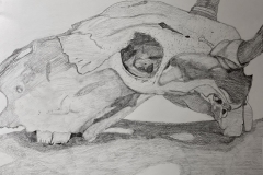 graphite drawing of a cow skull. The range in values showing contour of the skull.