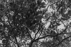 black and white image of the underside of leaves.