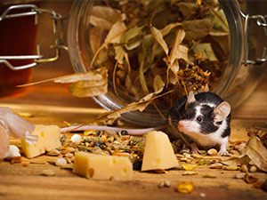 cheese-mouse